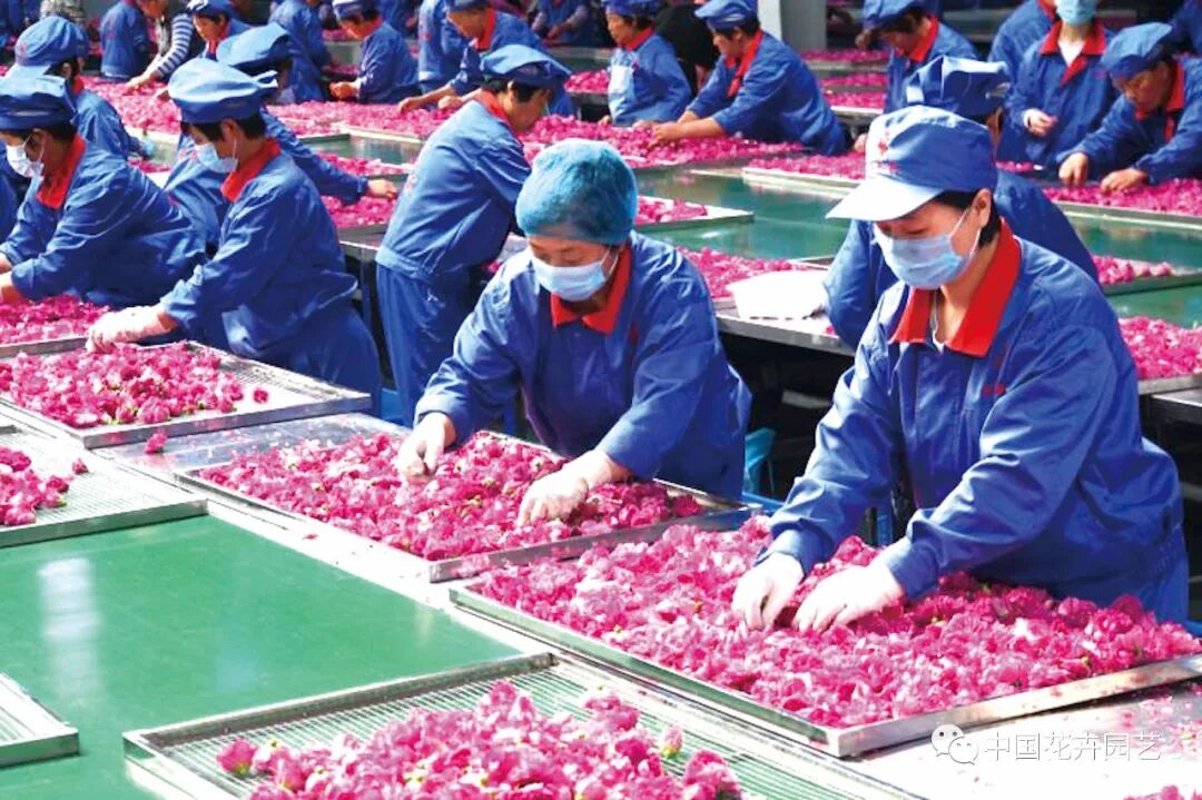 “花”样美食激活“甜蜜”经济（下）