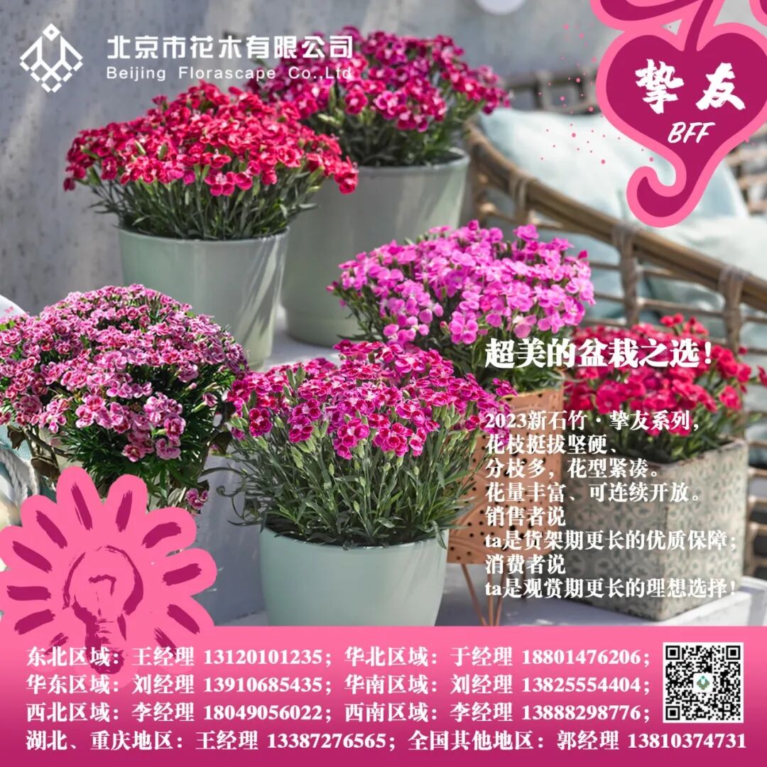 红蜡片怎么使用说说网红礼物——蜡封朱顶红 ｜ “花·礼”专题_https://www.jmylbn.com_新闻资讯_第13张