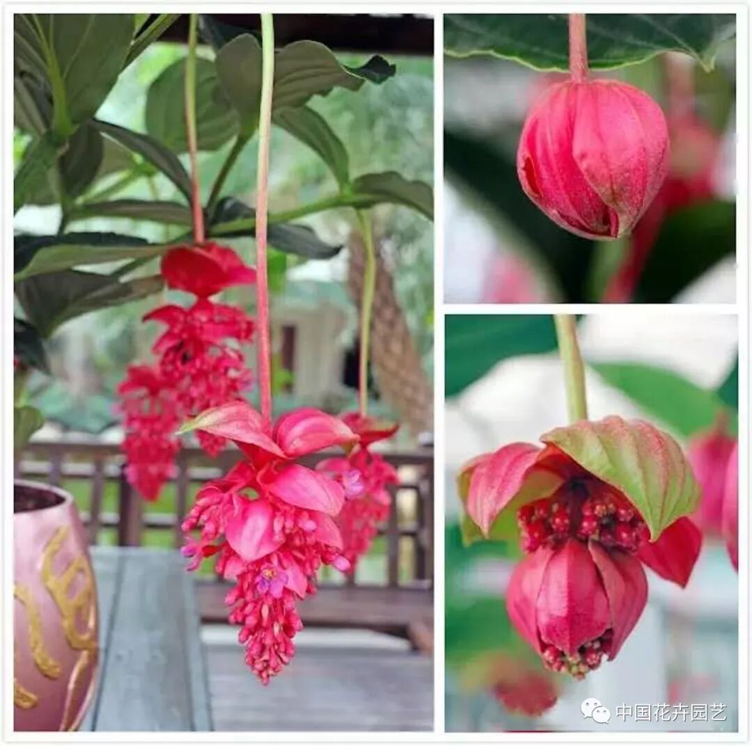 宝莲灯花除甲醛获得权威检测机构确认 | 动态