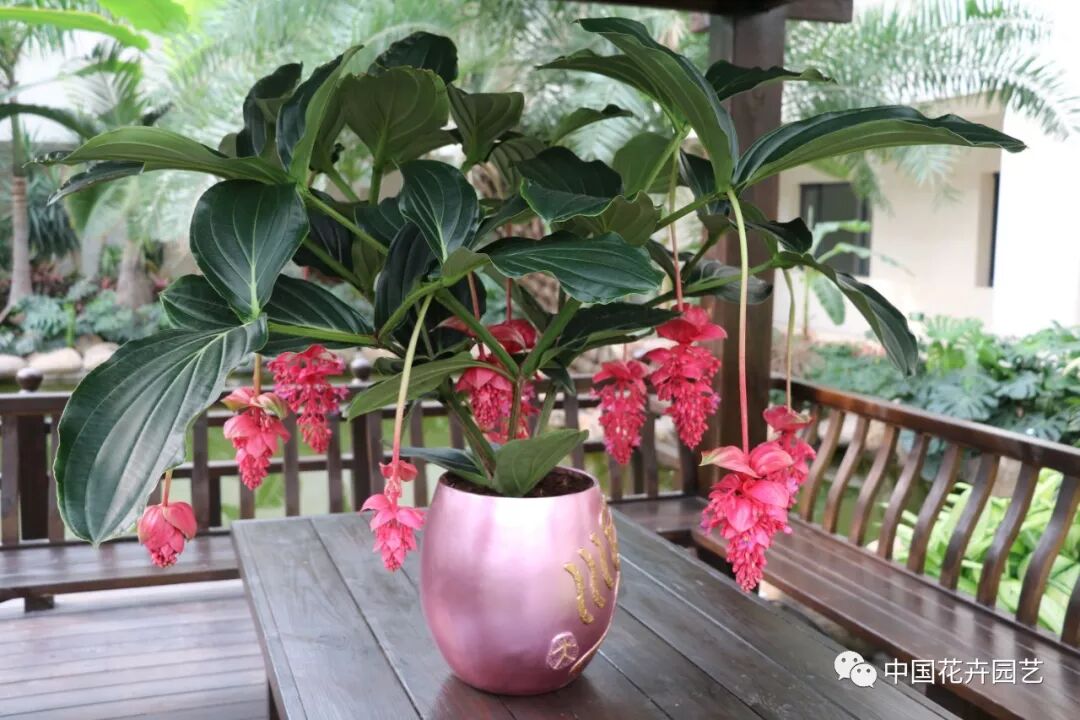 宝莲灯花除甲醛获得权威检测机构确认 | 动态