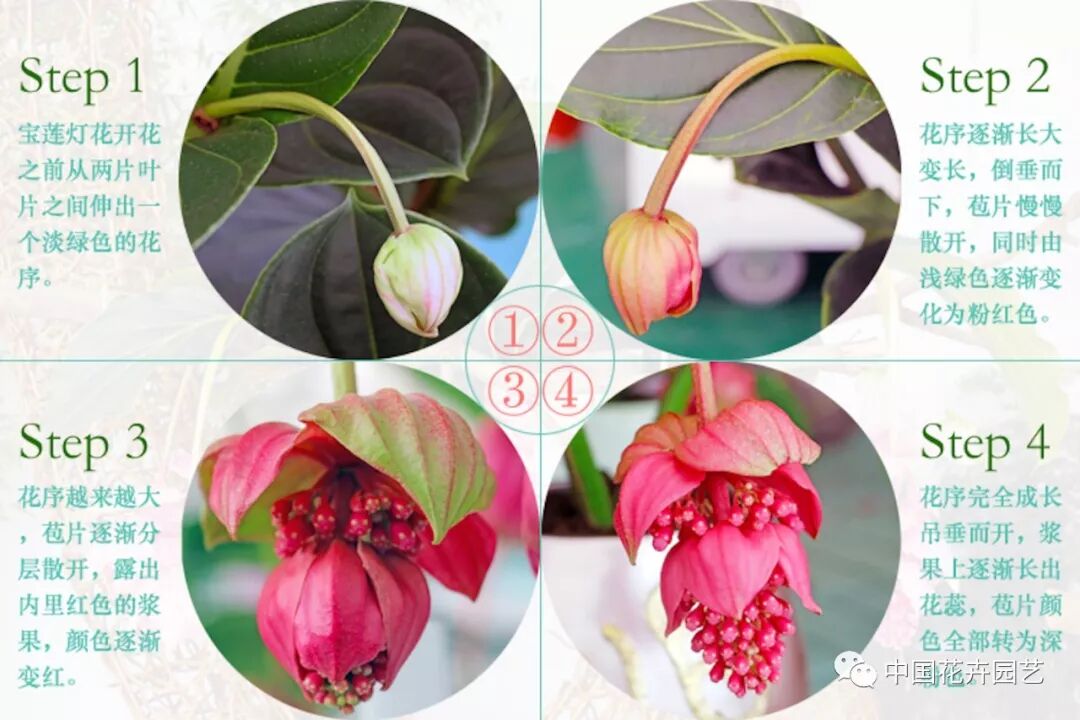 宝莲灯花除甲醛获得权威检测机构确认 | 动态