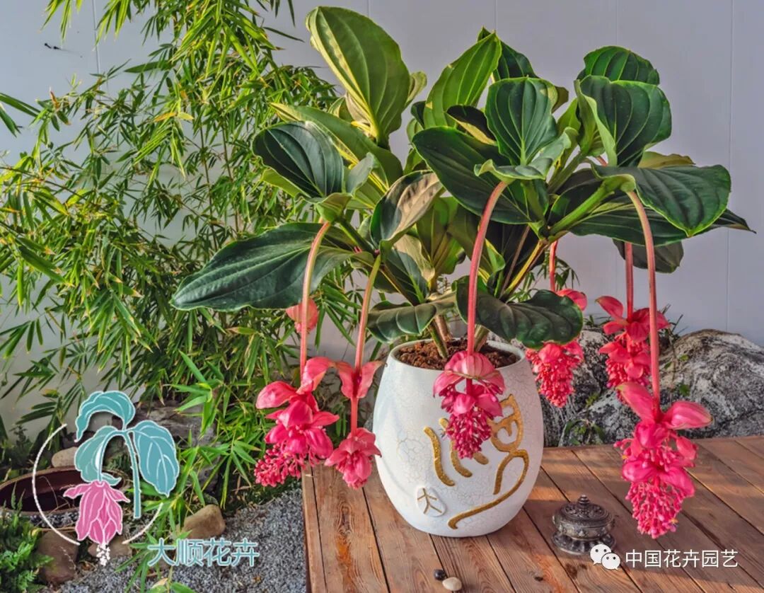 宝莲灯花除甲醛获得权威检测机构确认 | 动态