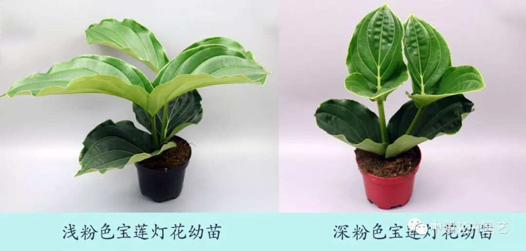 宝莲灯花除甲醛获得权威检测机构确认 | 动态