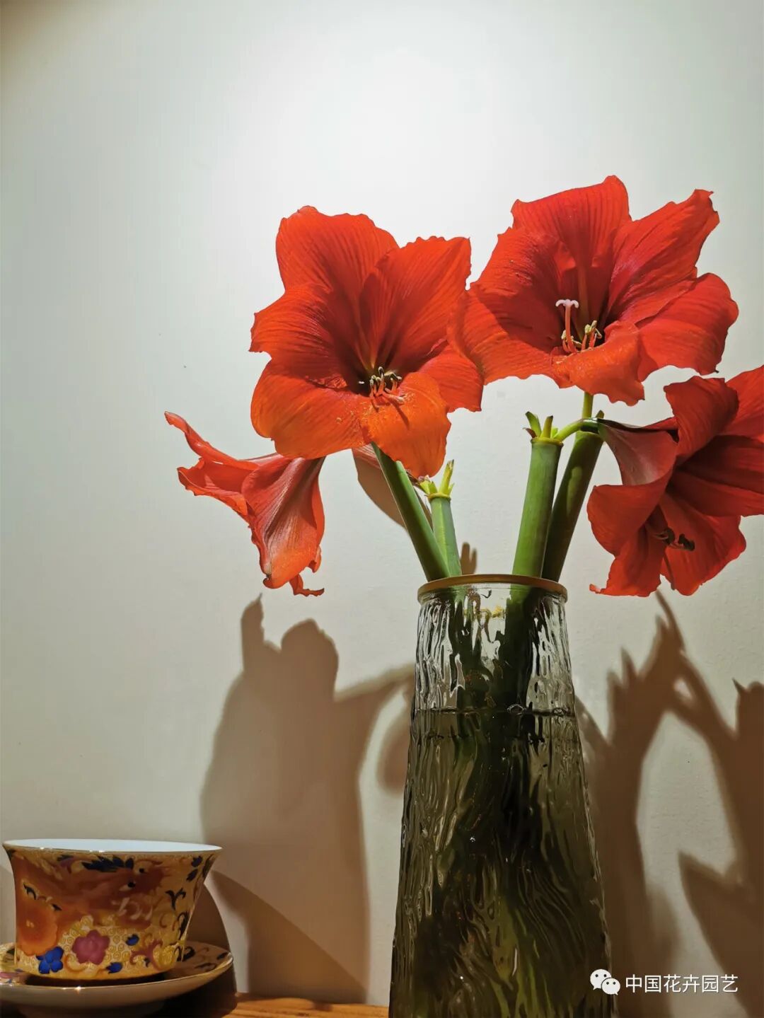 红蜡片怎么使用说说网红礼物——蜡封朱顶红 ｜ “花·礼”专题_https://www.jmylbn.com_新闻资讯_第10张