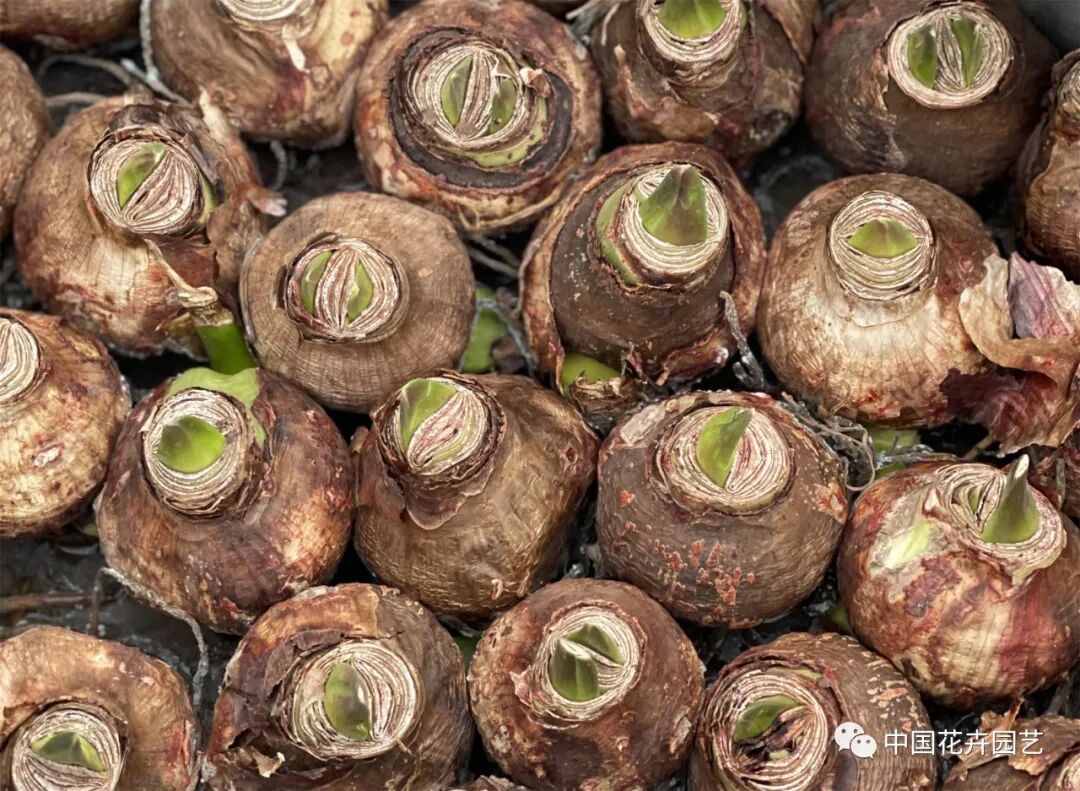 红蜡片怎么使用说说网红礼物——蜡封朱顶红 ｜ “花·礼”专题_https://www.jmylbn.com_新闻资讯_第4张