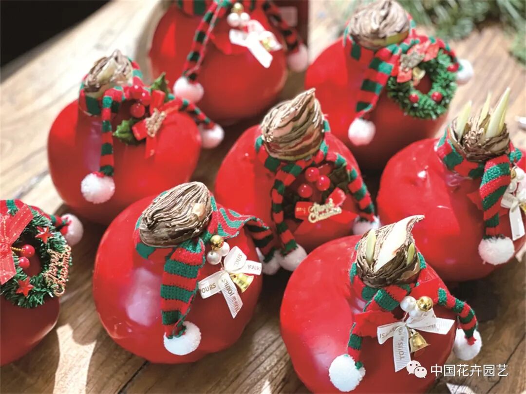 红蜡片怎么使用说说网红礼物——蜡封朱顶红 ｜ “花·礼”专题_https://www.jmylbn.com_新闻资讯_第2张