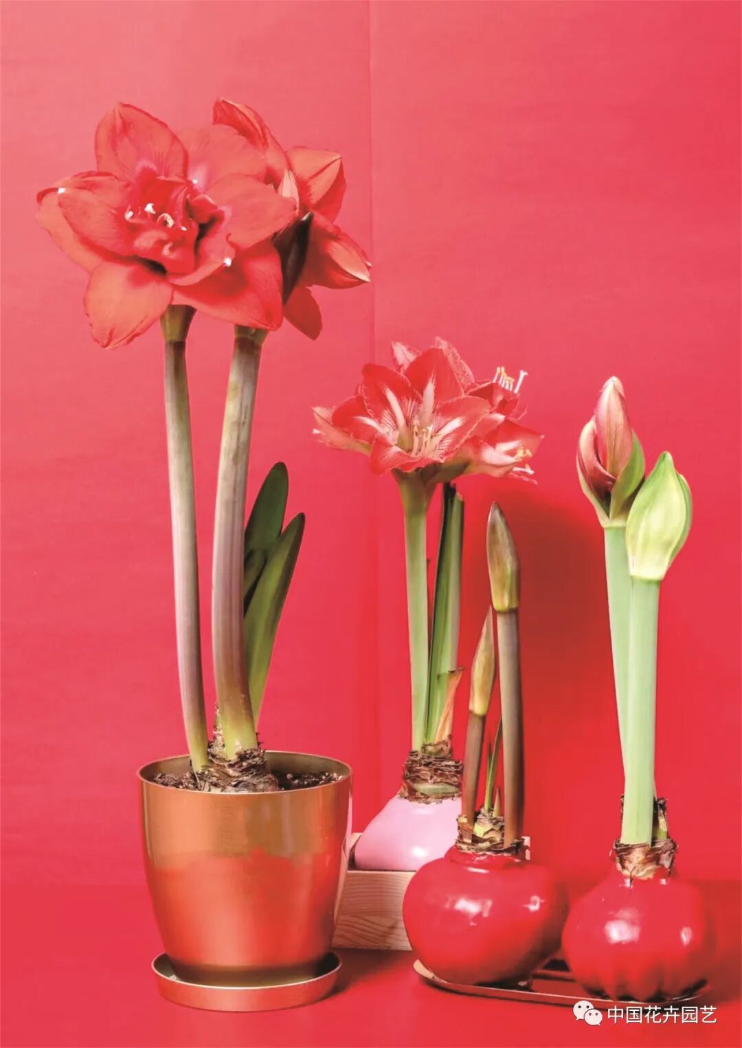 红蜡片怎么使用说说网红礼物——蜡封朱顶红 ｜ “花·礼”专题_https://www.jmylbn.com_新闻资讯_第6张