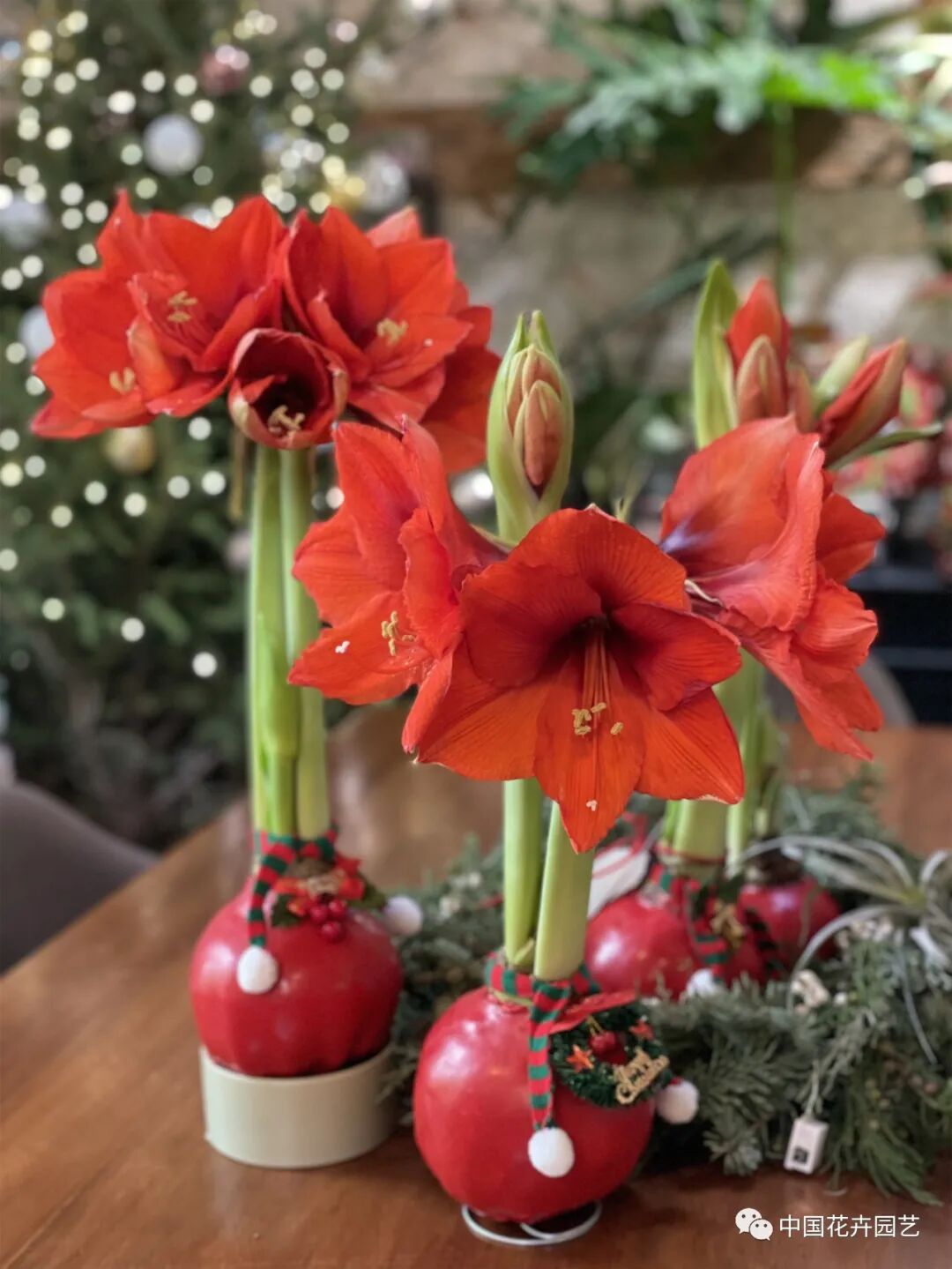 红蜡片怎么使用说说网红礼物——蜡封朱顶红 ｜ “花·礼”专题_https://www.jmylbn.com_新闻资讯_第5张