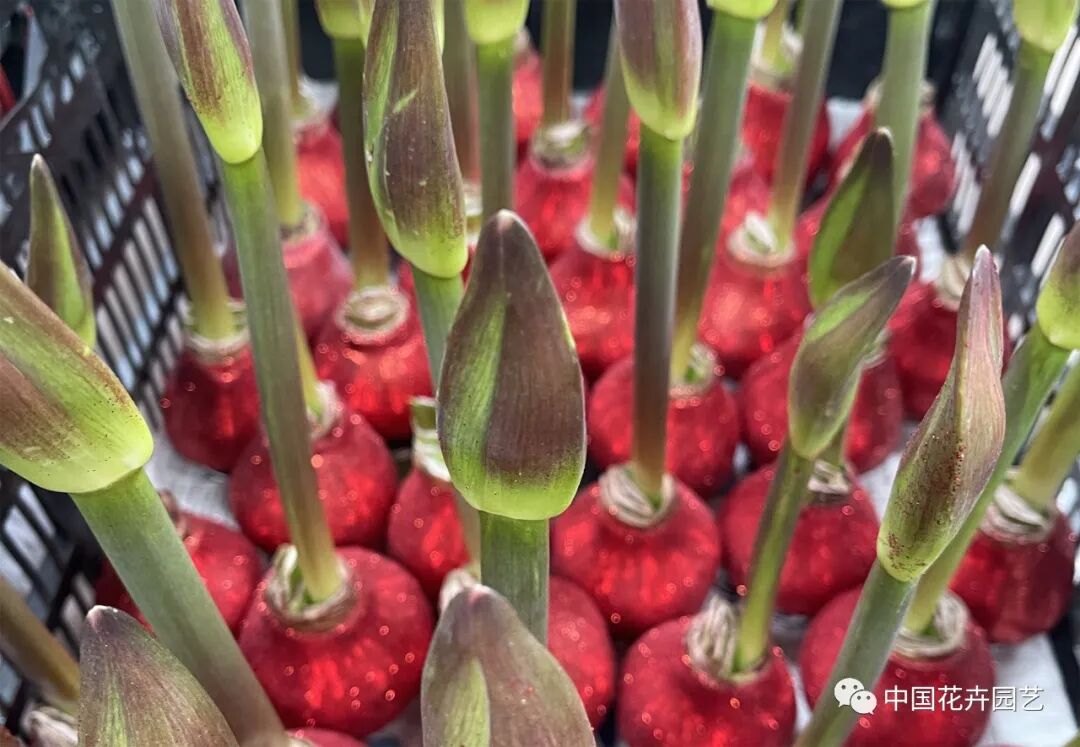 红蜡片怎么使用说说网红礼物——蜡封朱顶红 ｜ “花·礼”专题_https://www.jmylbn.com_新闻资讯_第9张