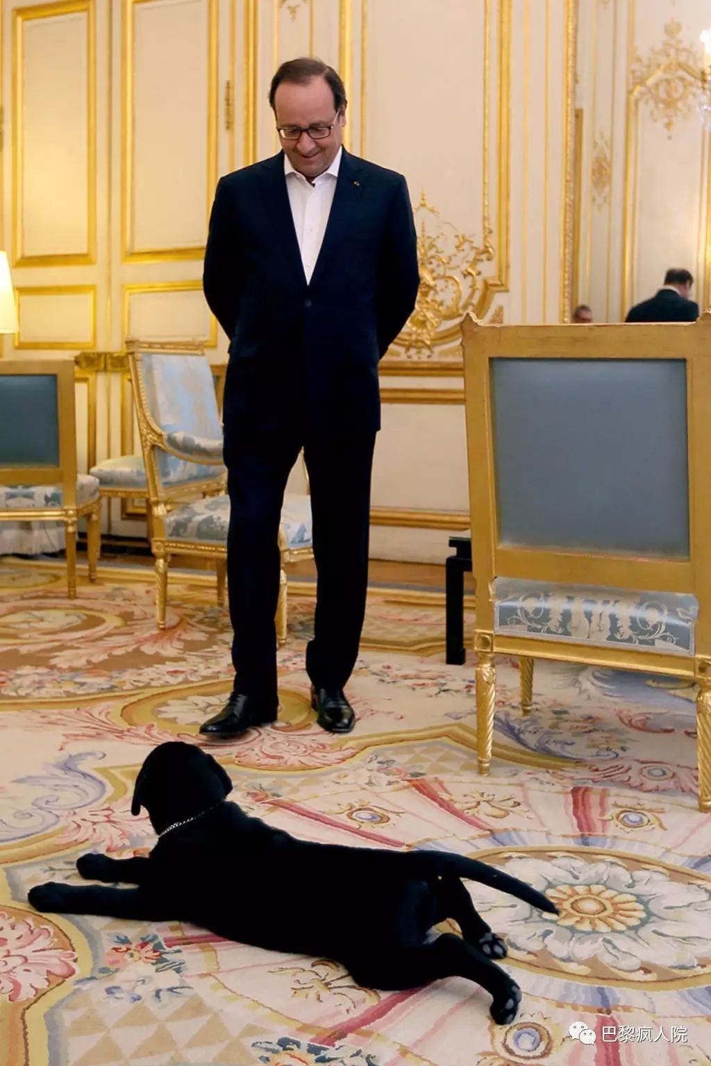 , 马克龙的“法国第一狗”尼莫跟他的弟兄们 I 登上维基百科，歌手为其写歌，破坏珍贵家具&#8230;这狗生&#8230;, My Crazy Paris