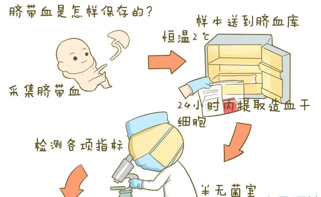 小猫脐带夹怎么用夹叙夹议：私人存脐带血使用概率低 完善公共捐赠更有利_https://www.jmylbn.com_新闻资讯_第3张