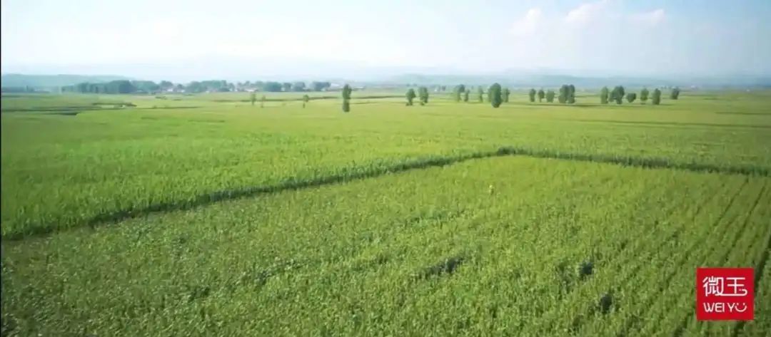 白小玉奶香玉米,国内唯一合法审定白色水果爆浆冰糖玉米种源,392项检测认证无农残非转基因,3小时极速鲜制黑科技,双层高阻隔真空袋 白小玉奶香玉米,国内唯一合法审定白色水果爆浆冰糖玉米种源,392项检测认证无农残非转基因,3小时极速鲜制黑科技,双层高阻隔真空袋