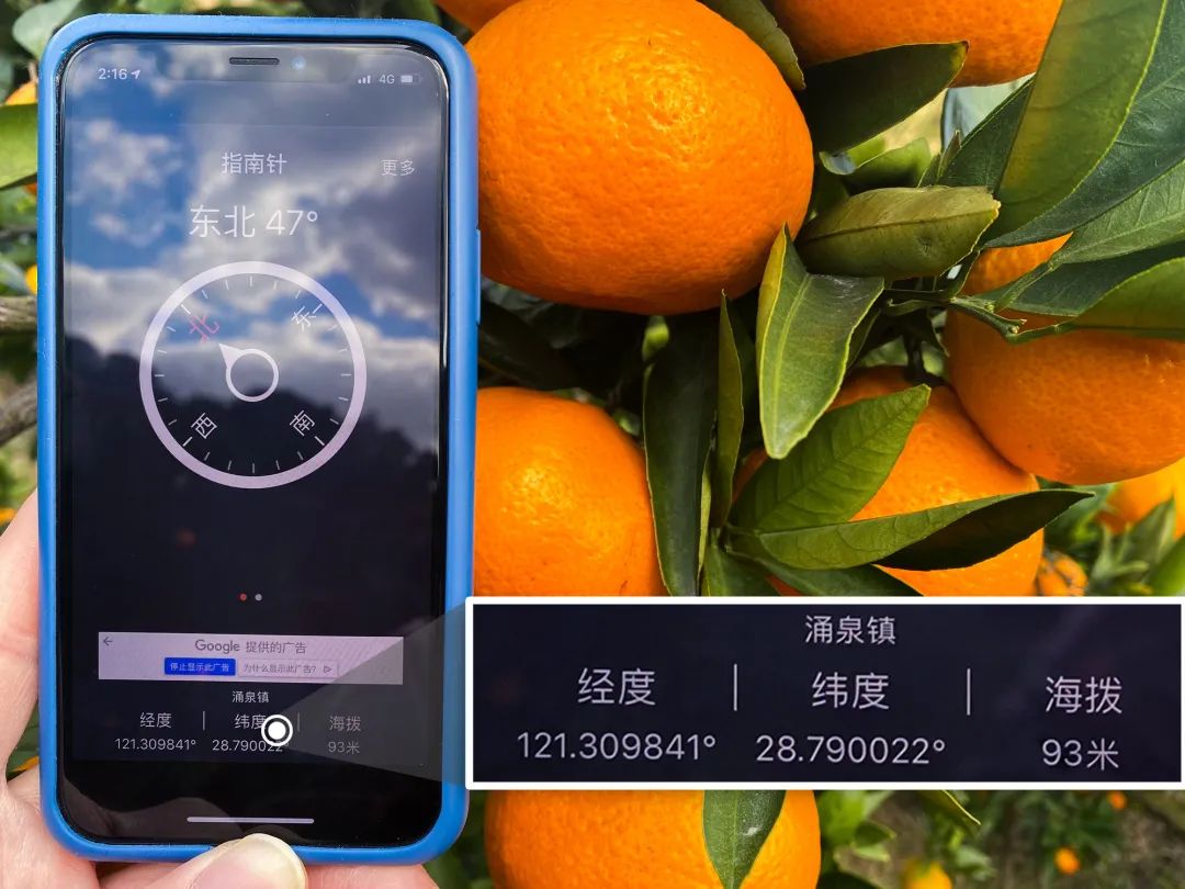 临海涌泉蜜桔,国家地理标志、国家级农业名牌、中国无核蜜桔之乡,海拔百米、山泉水浇灌,皮薄肉嫩汁多、无核无渣。现摘现卖,新鲜直达 临海涌泉蜜桔,国家地理标志、国家级农业名牌、中国无核蜜桔之乡,海拔百米、山泉水浇灌,皮薄肉嫩汁多、无核无渣。现摘现卖,新鲜直达