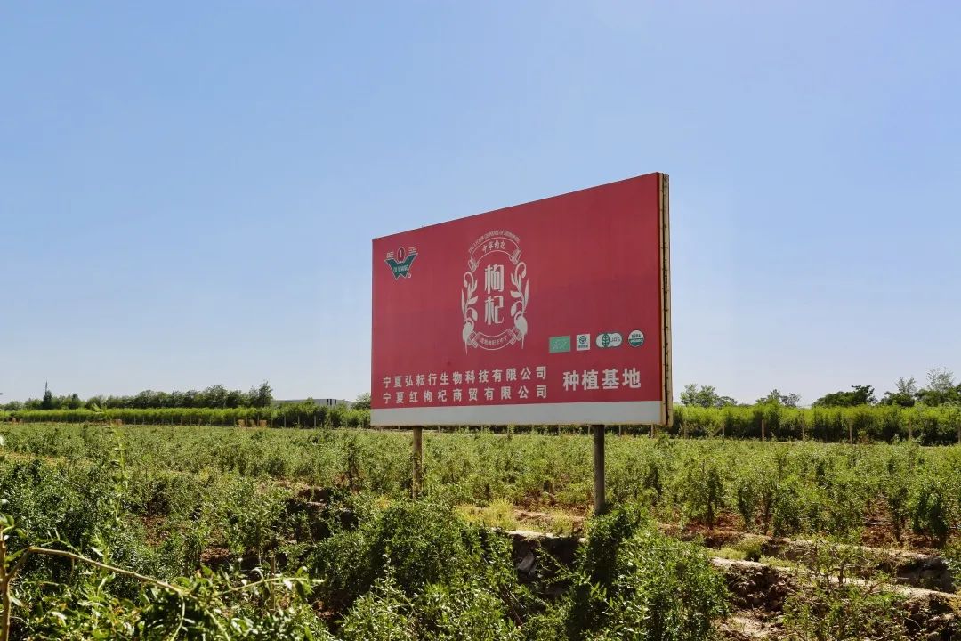 红畔枸杞原浆,采用《中华药典》记载唯一可入药的宁夏中宁县枸杞,5小时8道工序急速鲜制,1小袋浓缩660颗枸杞精华。免冲泡开袋即饮 红畔枸杞原浆,采用《中华药典》记载唯一可入药的宁夏中宁县枸杞,5小时8道工序急速鲜制,1小袋浓缩660颗枸杞精华。免冲泡开袋即饮
