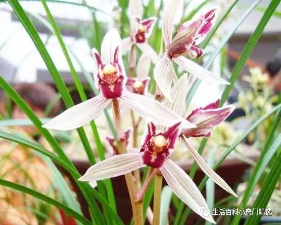 花色艳丽的兰花 花型极美 株型新颖 顶级花香 生活百科小窍门精选 微信公众号文章阅读 Wemp