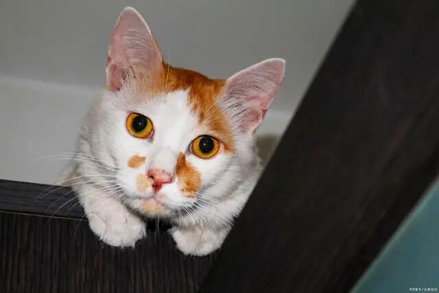 猫咪经常被无情地丢在家中 有可能会使得猫咪患上分离焦虑综合征 宠界新闻