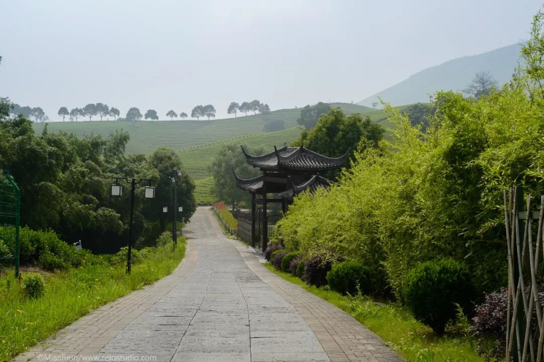 茶园湖畔鸟虫鸣一顶帐篷度周末