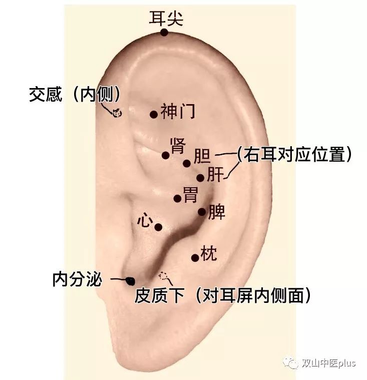 耳朵脾的准确位置图片图片