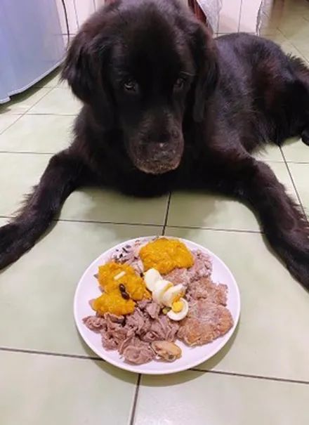 狗子看主人做松饼不停流口水，结果做好后，它的反应笑喷了！