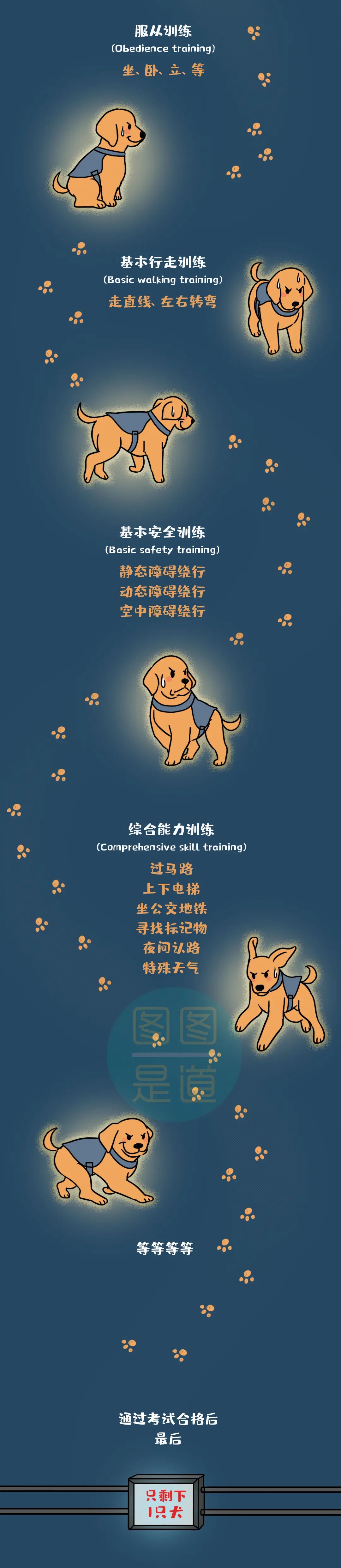 导盲犬的选拔有多难 全中国才只有0多只 果壳 微信公众号文章阅读 Wemp