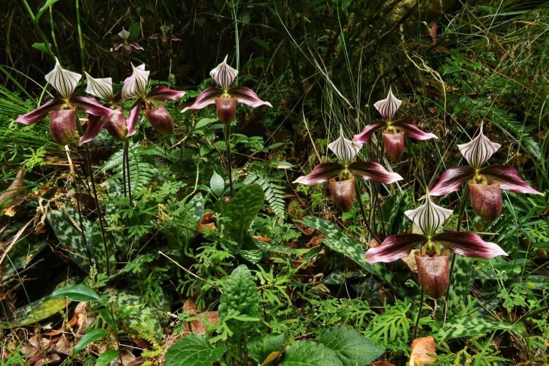 广东紫金白溪省级自然保护区紫纹兜兰进入盛开期