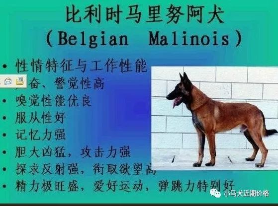 科目小马犬价格成年科目马犬价格多少钱一条 小马犬近期价格 微信公众号文章阅读 Wemp