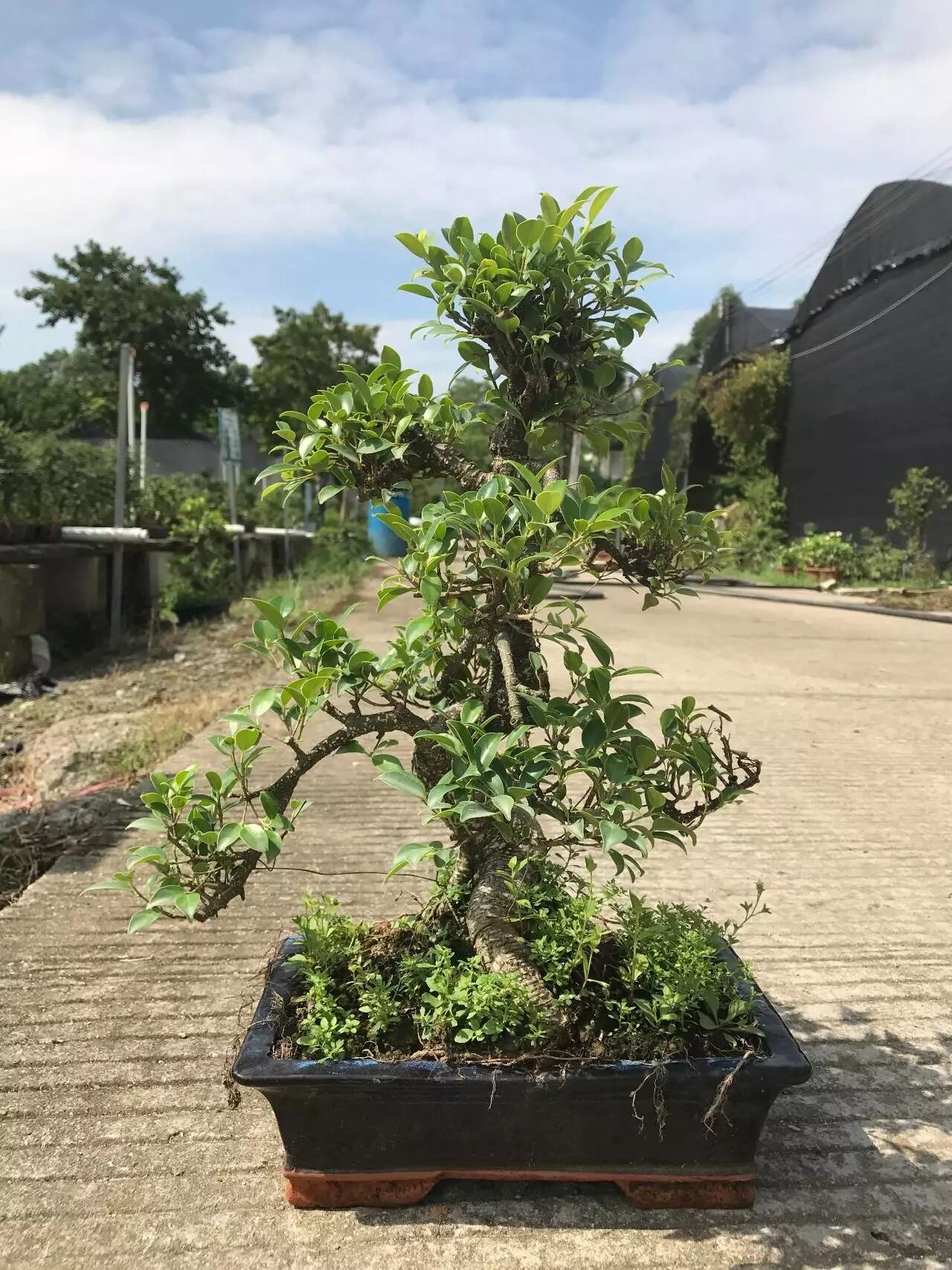 榕树盆景的修剪方法 绿植 微信公众号文章阅读 Wemp