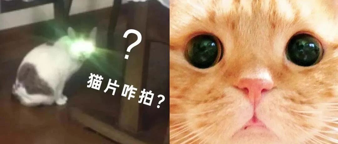猫奴必备：如何拍出可爱猫片？