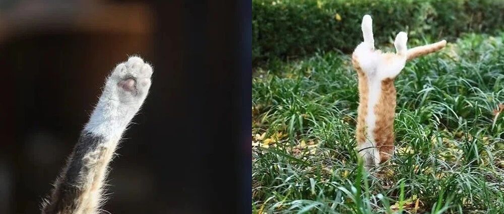 他拍的流浪猫，也太解压了！