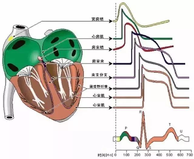 突發急性胸痛怎麼辦？這可能是你見到的最全的急救手冊！ 健康 第25張