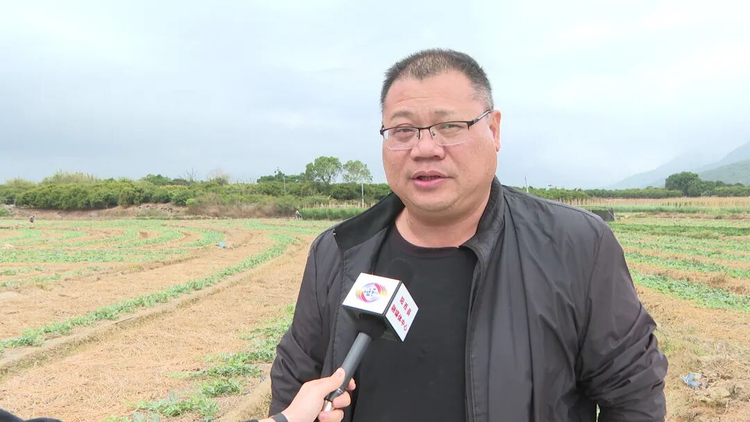 阳西上洋西瓜长势喜人