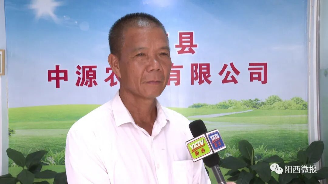 阳西程村海水香蕉走俏市场日订单量达25万斤