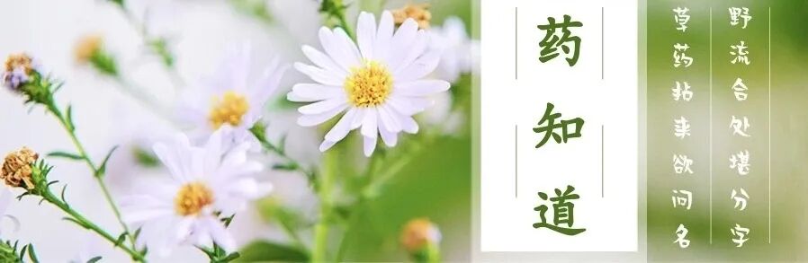 药知道│“收敛止血，截疟，止痢，解毒，补虚”，如此功效神奇的仙鹤草，不容错过！