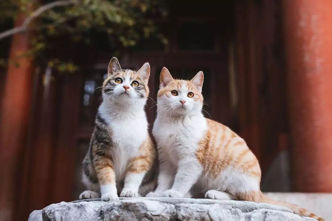 观复猫系列内容介绍_观复博物馆所有的猫_观复猫博物馆地址