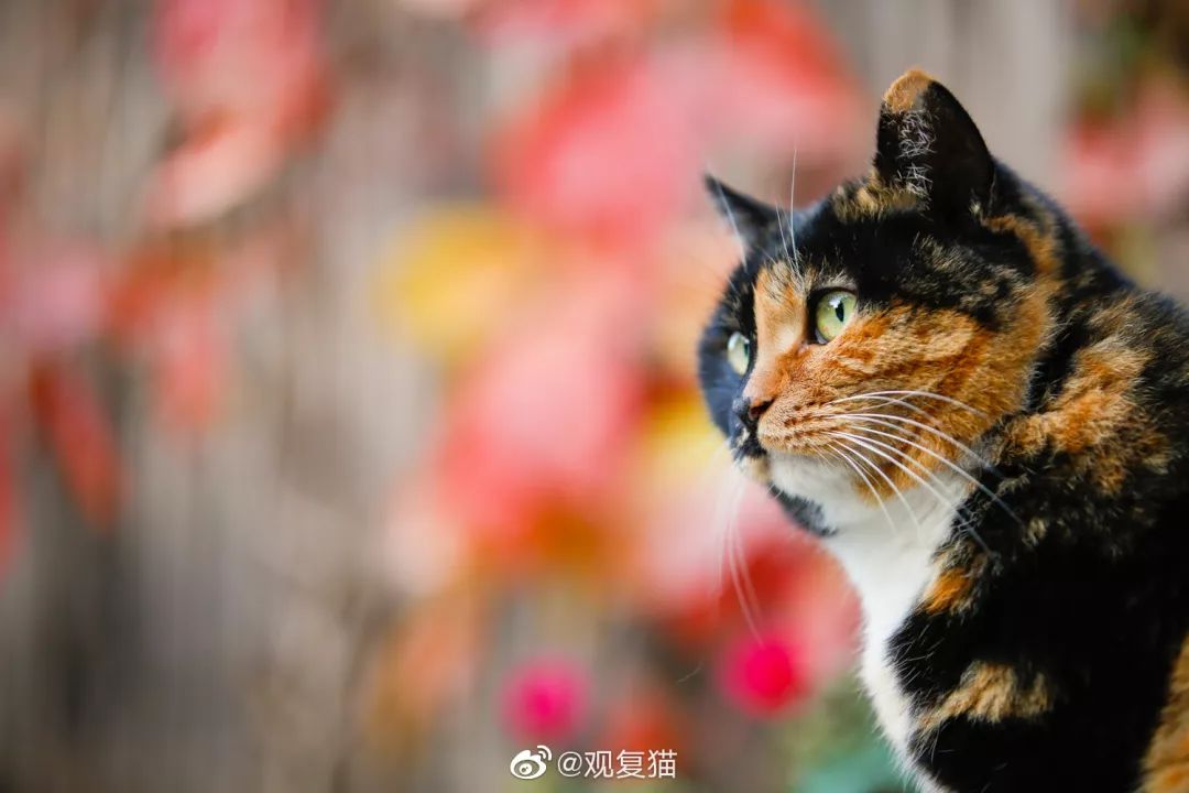 观复猫系列内容介绍_观复博物馆所有的猫_观复猫博物馆地址