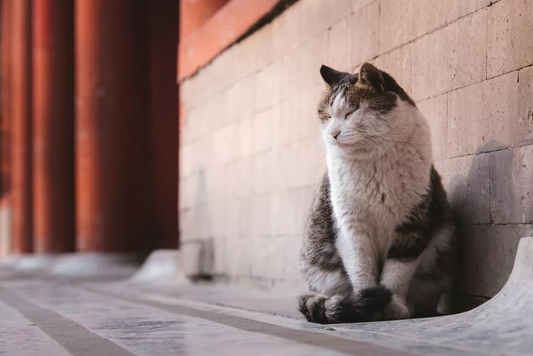 观复猫系列内容介绍_观复猫博物馆地址_观复博物馆所有的猫