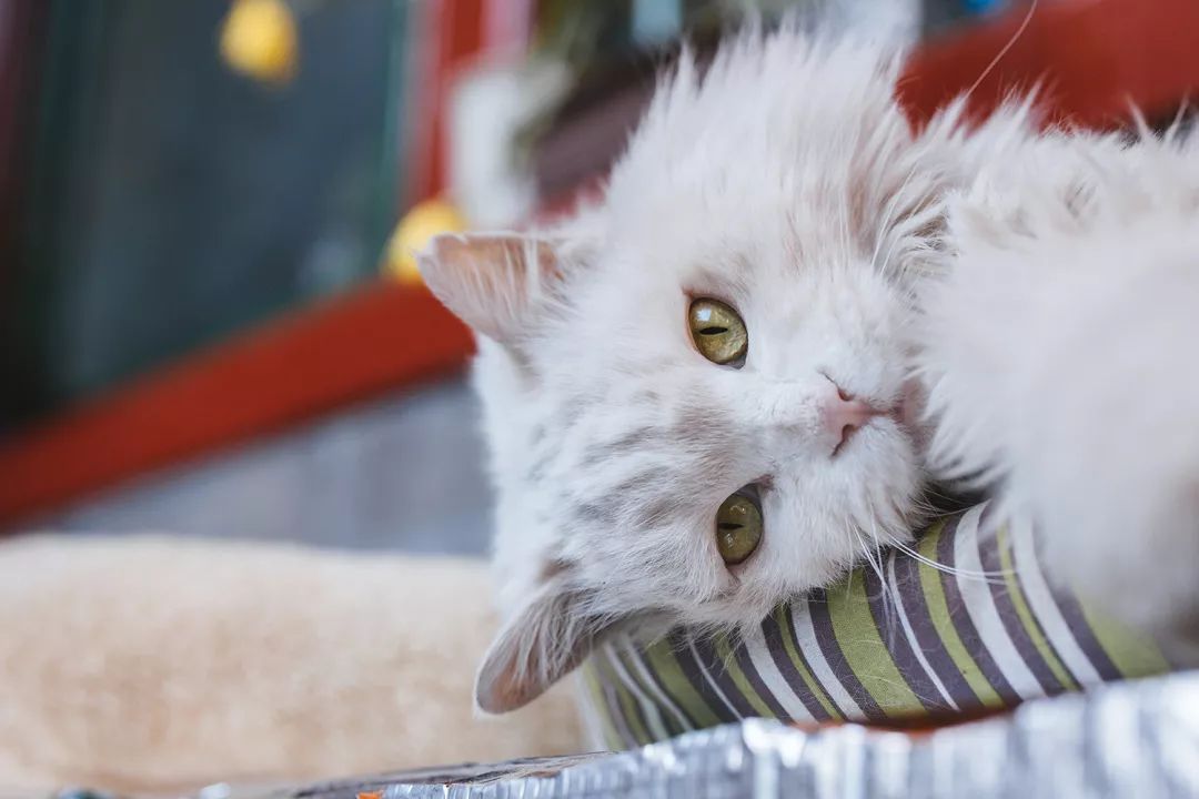 观复猫博物馆地址_观复博物馆所有的猫_观复猫系列内容介绍