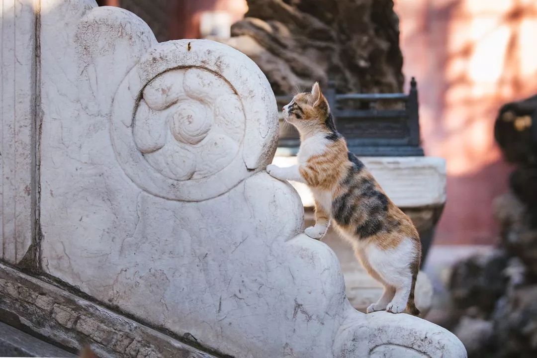 观复博物馆所有的猫_观复猫博物馆地址_观复猫系列内容介绍