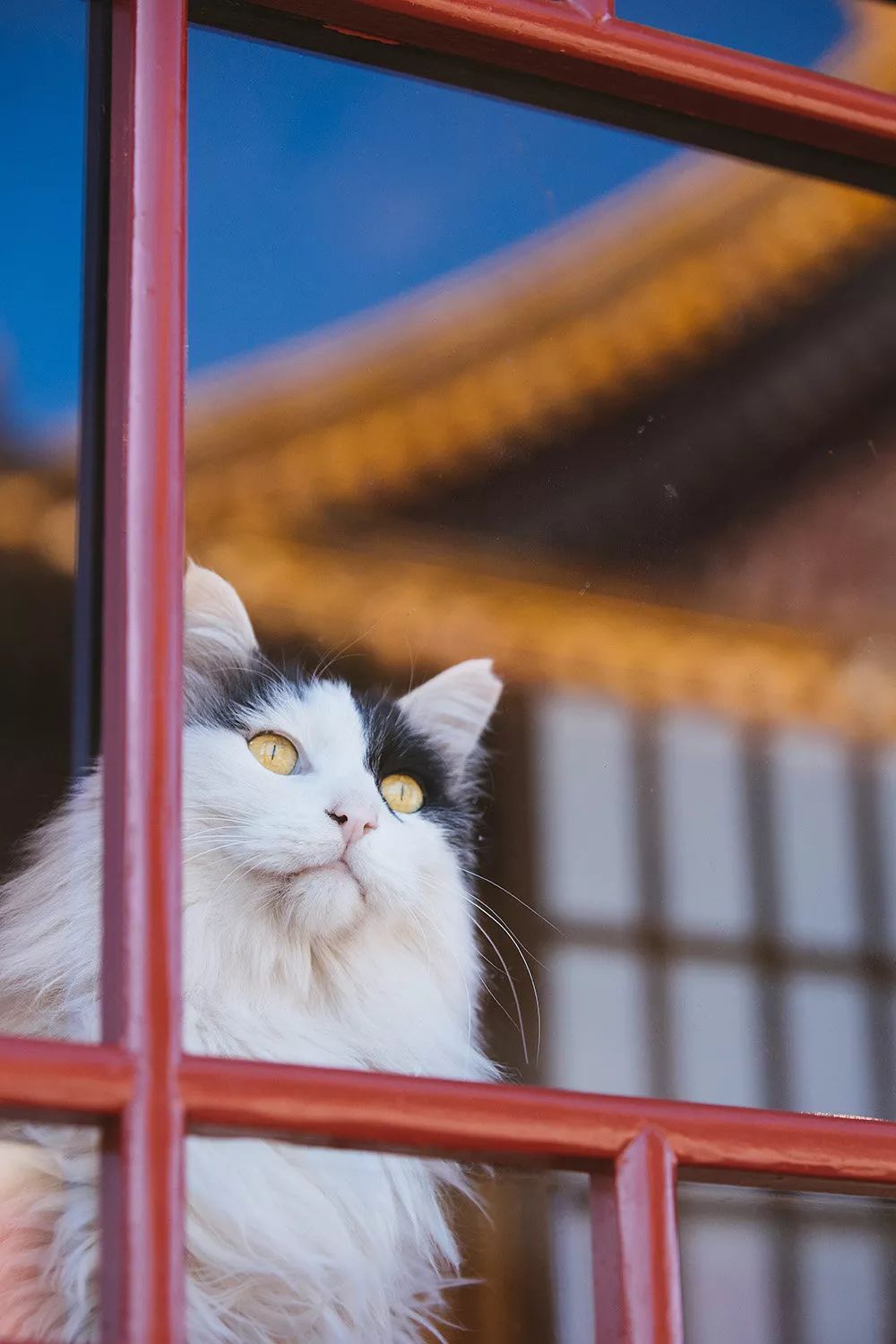 观复博物馆所有的猫_观复猫博物馆地址_观复猫系列内容介绍