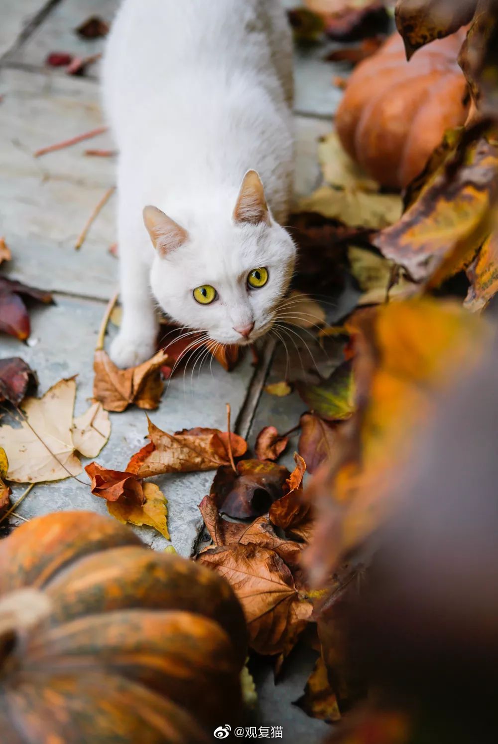 观复博物馆所有的猫_观复猫博物馆地址_观复猫系列内容介绍