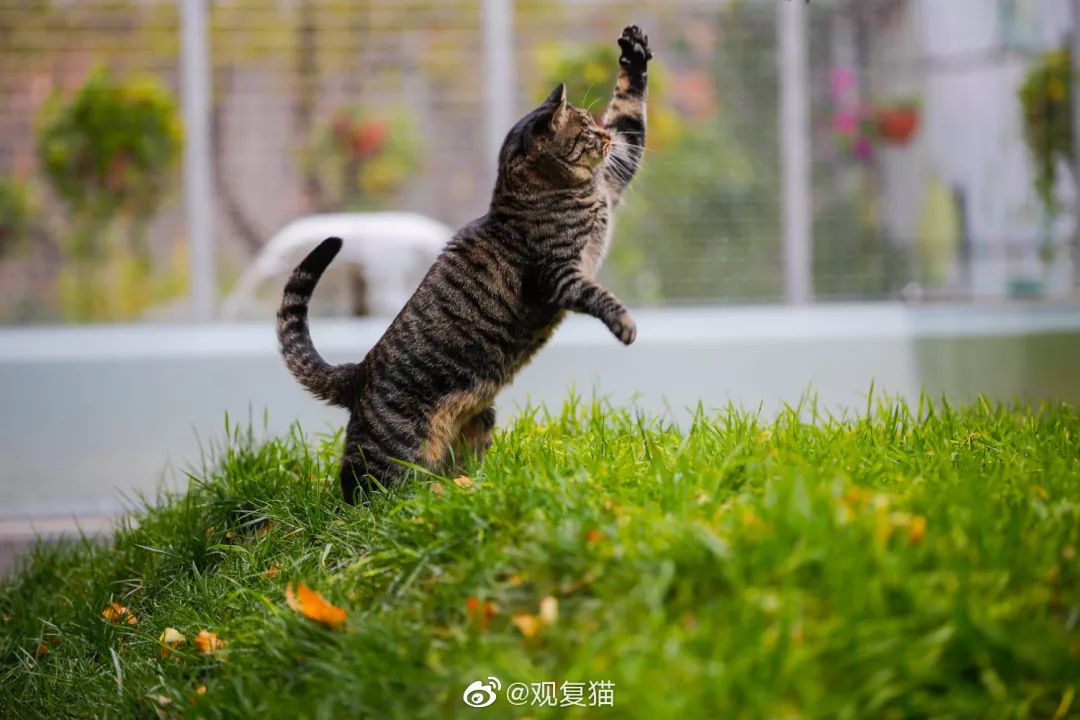 观复猫系列内容介绍_观复猫博物馆地址_观复博物馆所有的猫