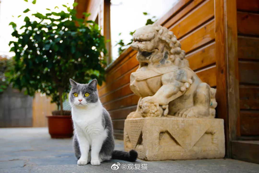 观复博物馆所有的猫_观复猫系列内容介绍_观复猫博物馆地址