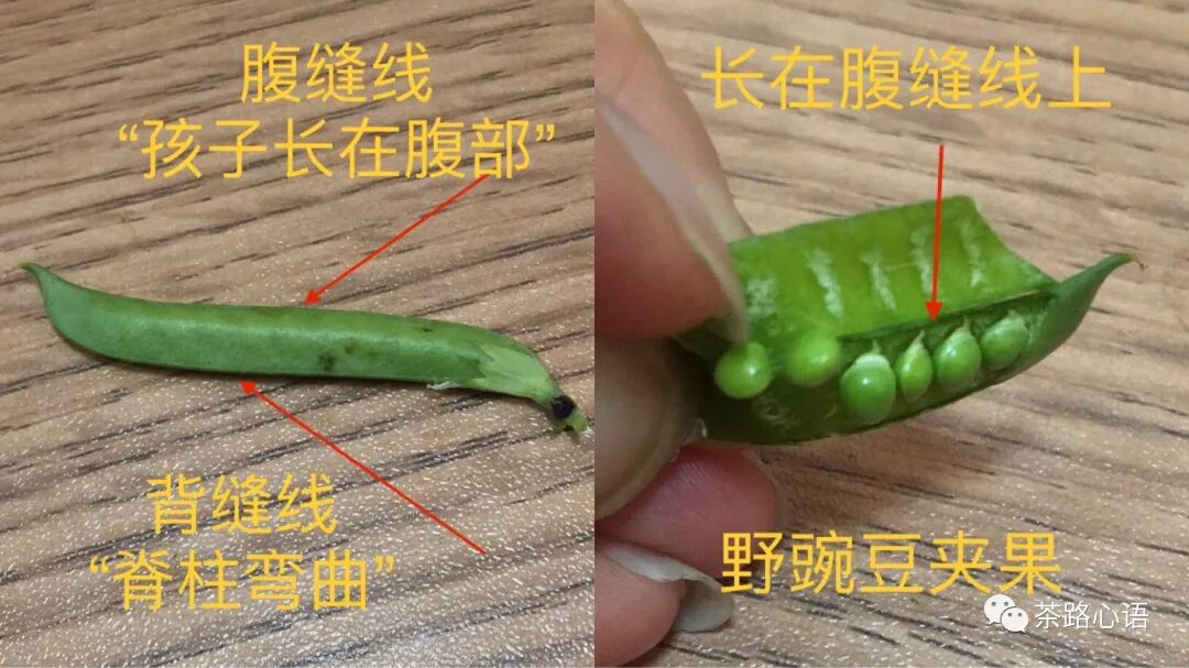 观察一棵树｜樟树-51 果实小记-1 | 自由微信 | FreeWeChat