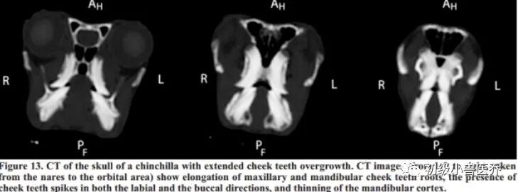 牙科骨凿怎么用龙猫的牙科病理学_https://www.jmylbn.com_新闻资讯_第10张