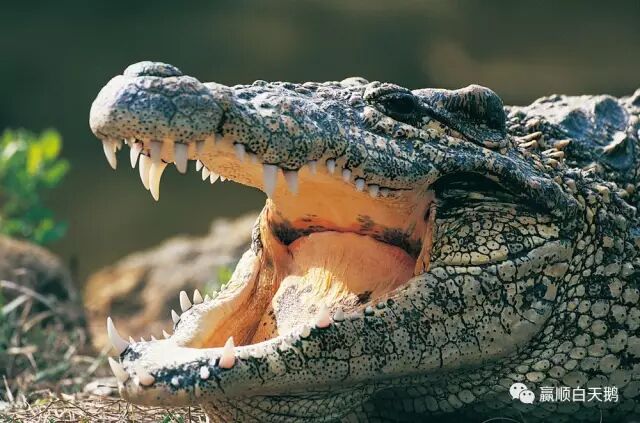 640?wx_fmt=jpeg&tp=webp&wxfrom=5&wx_lazy=1&wx_co=1