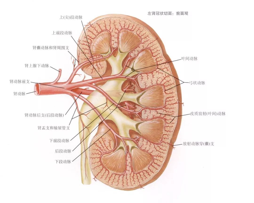 肾血管解剖图片来源:奈特解剖图谱膀胱解剖膀胱壁由4层构成:尿路上皮