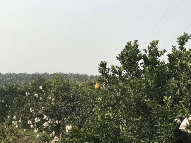 春见（耙耙柑）的起源