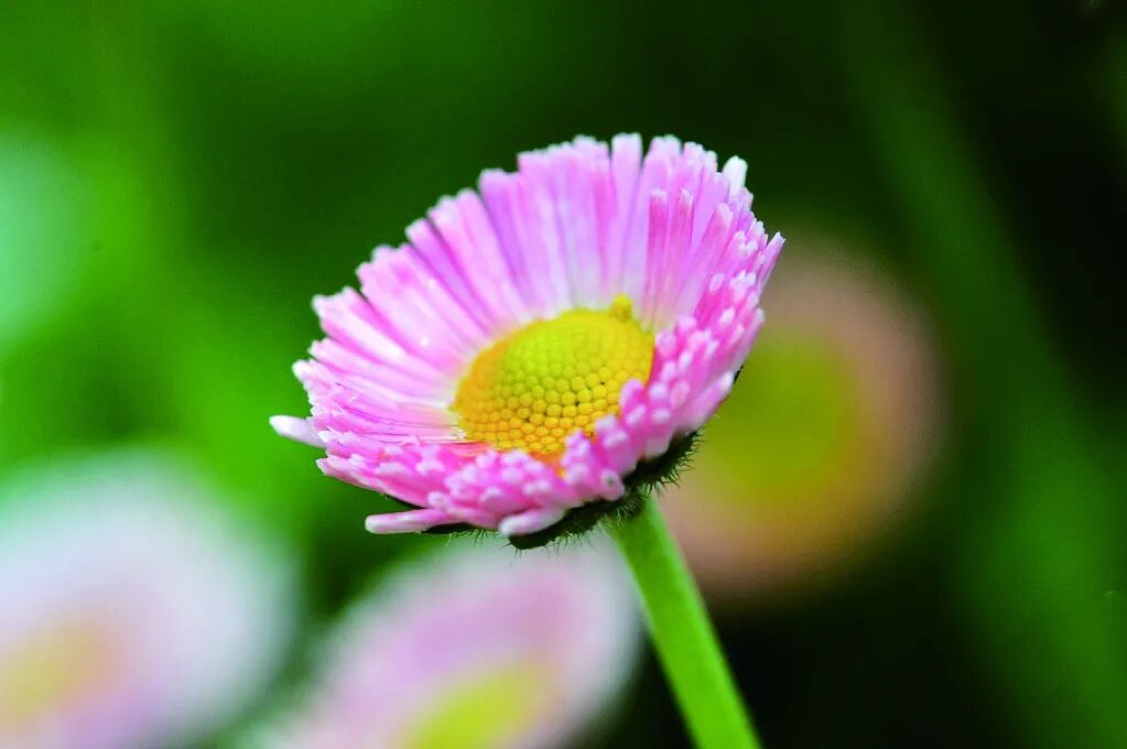 光圈越大背景越模糊吗_光圈模糊背景大怎么办_光圈模糊背景大还是小