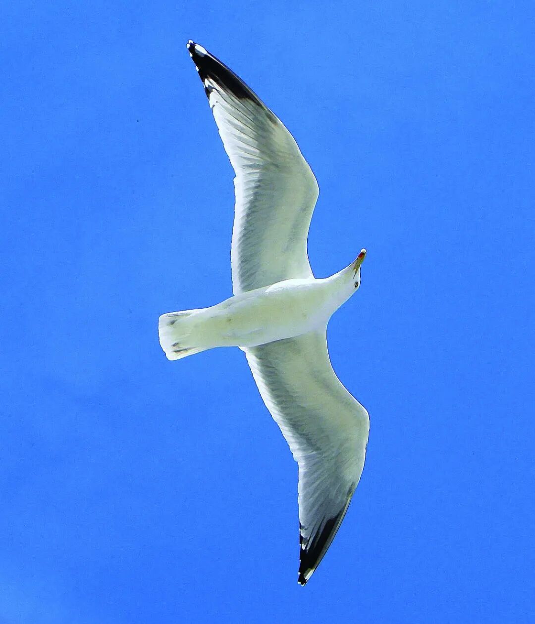 光圈越大背景越模糊吗_光圈模糊背景大怎么办_光圈模糊背景大还是小