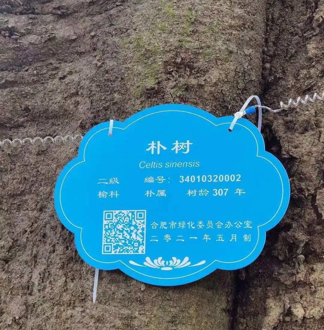 合肥庐阳区为39株古树名木挂牌